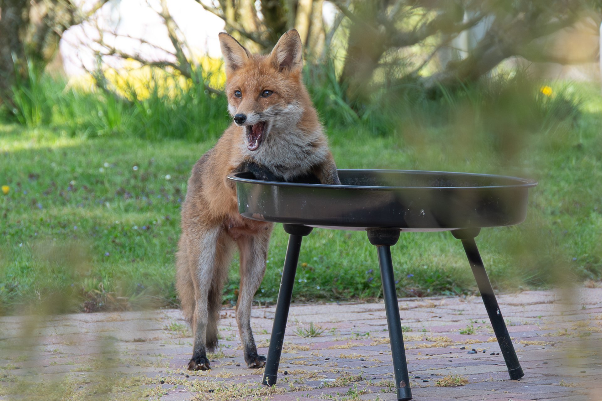 Fuchs im Garten