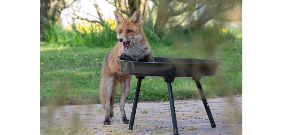 Fuchs im Garten